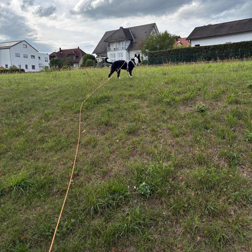 Hundetreffen-Social Walk-Profilbild