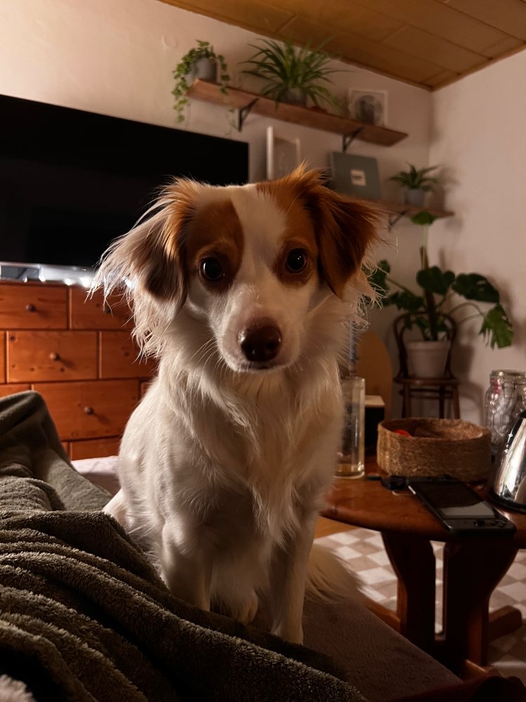 Hundetreffen-Gemeinsame Gassirunden-Profilbild