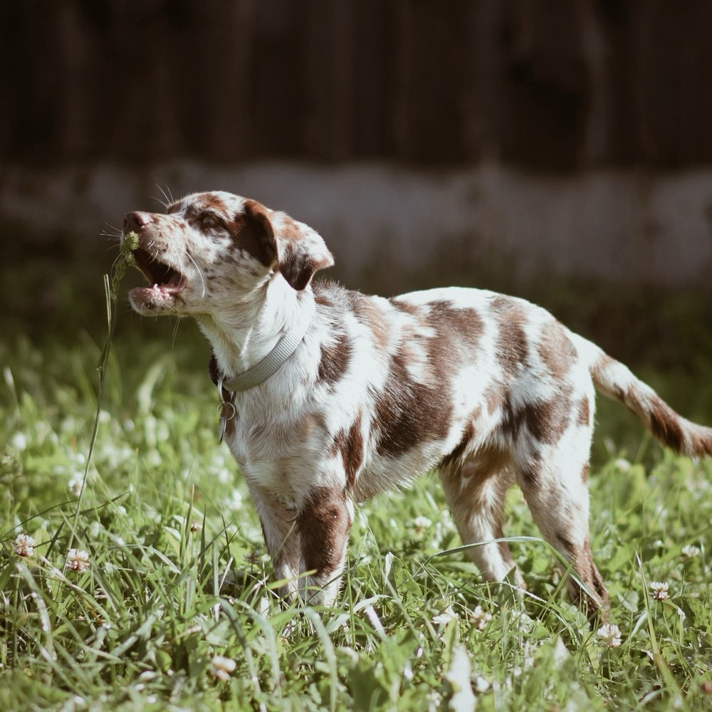 Hundetreffen-Gassi- oder/und Spieletreff-Profilbild