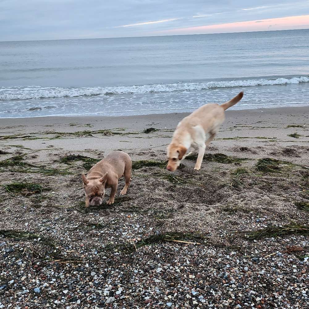 Hundetreffen-Grömitz Hundetreff-Profilbild