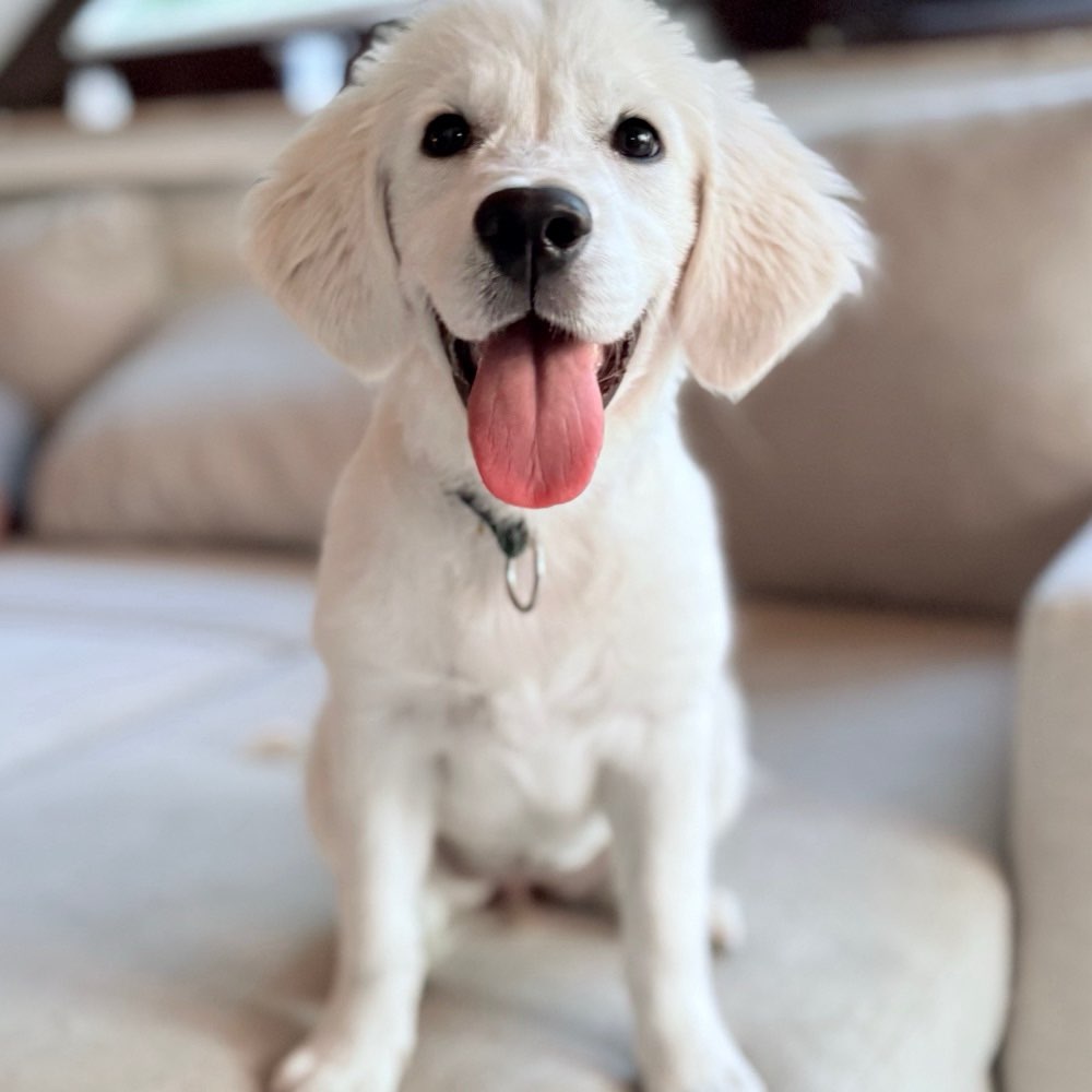 Hundetreffen-Welpentreffen 🙂-Profilbild