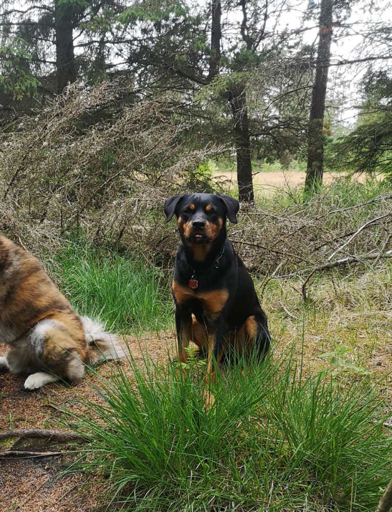 Hundetreffen-Lernspaziergang-Profilbild