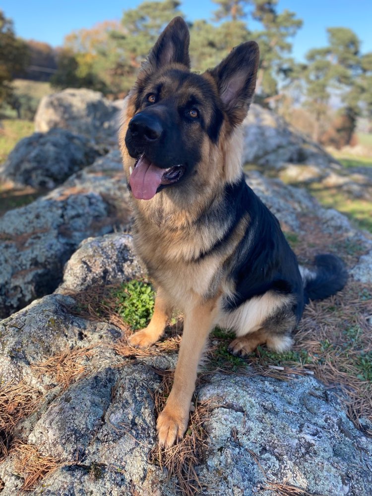 Hundetreffen-Suche Spieltreffen für unsern Großen-Profilbild