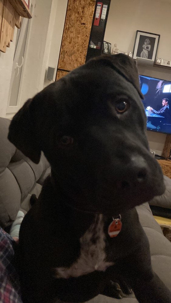 Hundetreffen-Neue 4 Pfoten 🐾 kennen lernen-Profilbild