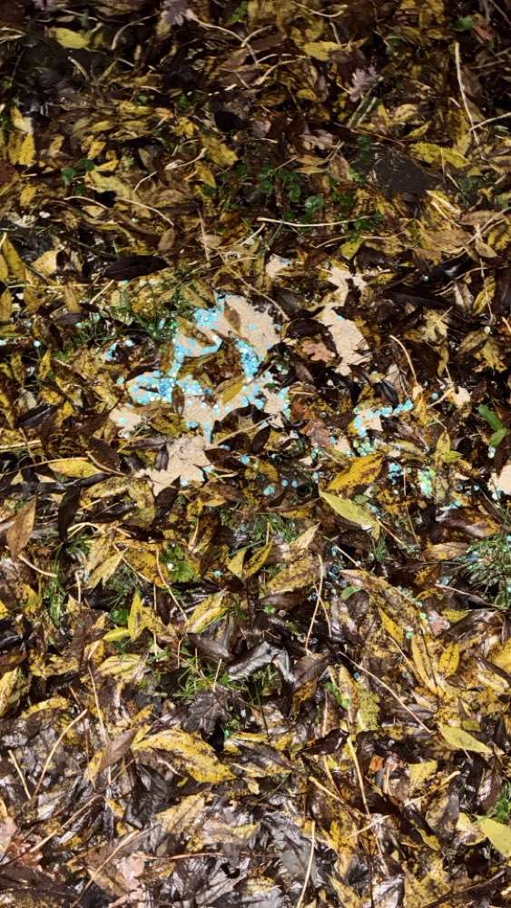 Giftköder-Möglicher Giftköder-Profilbild