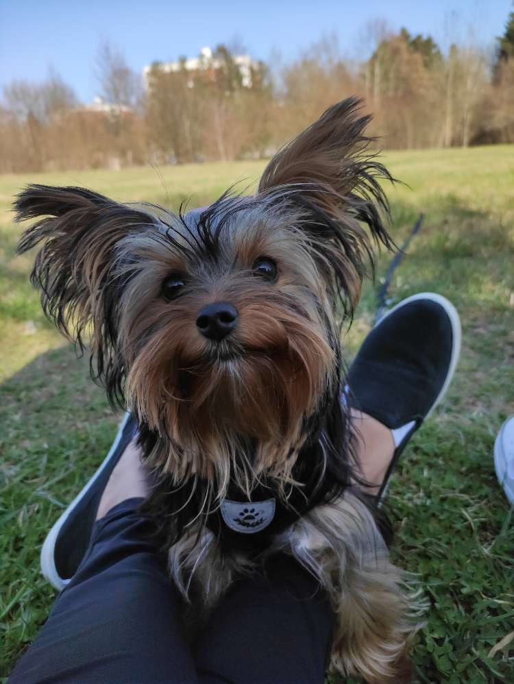 Hundetreffen-Treffen mit kleinen Hunden 🐶-Profilbild