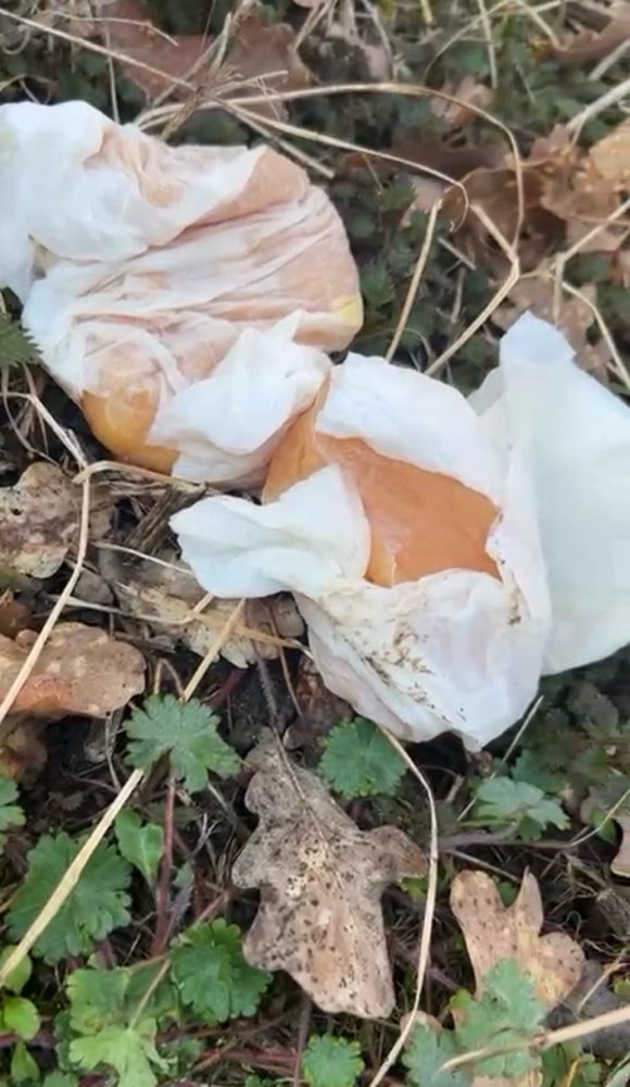 Giftköder-Mögliche Giftköder (rohes Hähnchen)-Profilbild