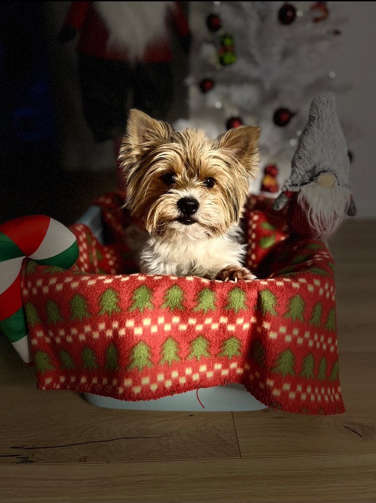 Das beste Weihnachtsfoto!🎅🎄 Banner