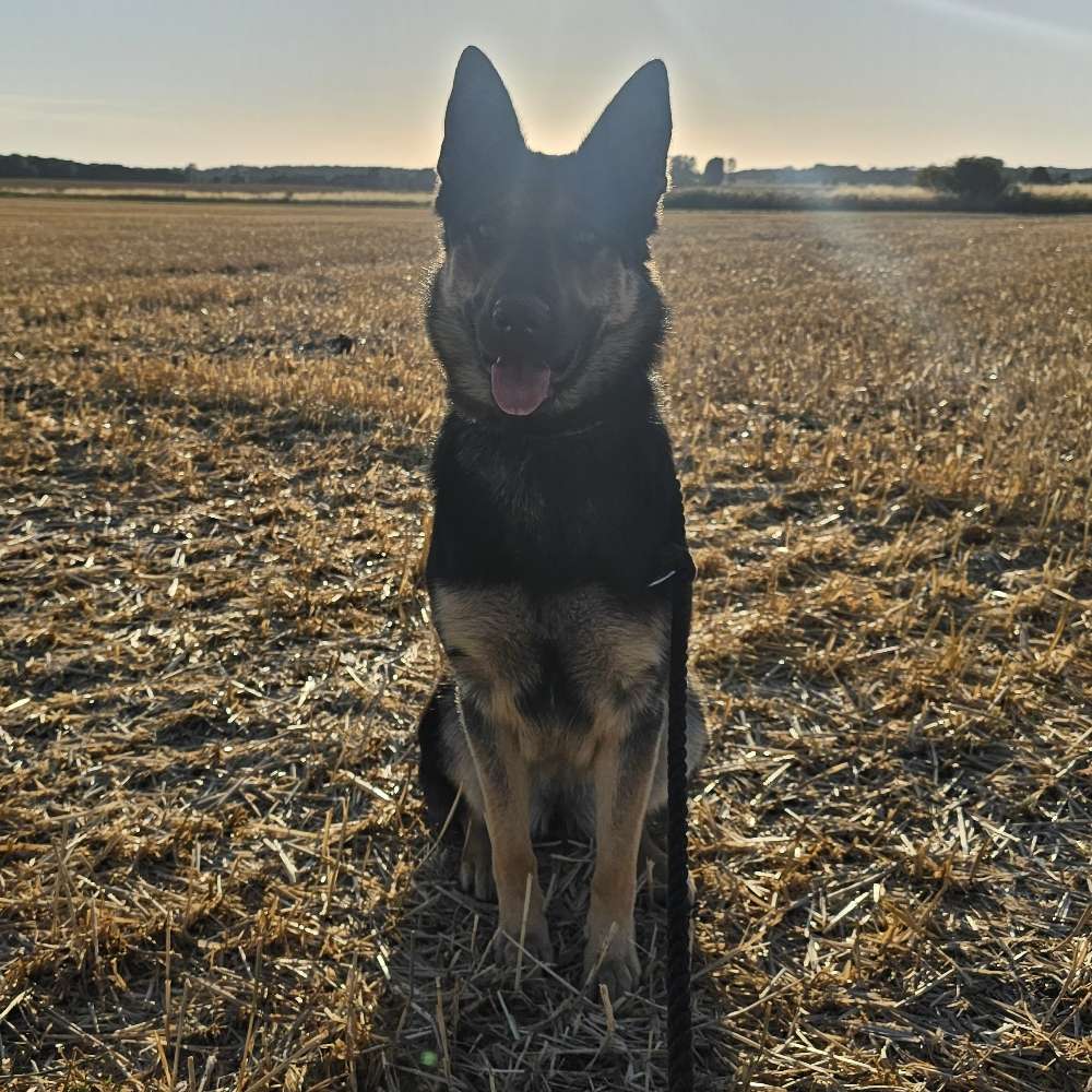 Hundetreffen-Spielen und Gassi gehen-Profilbild