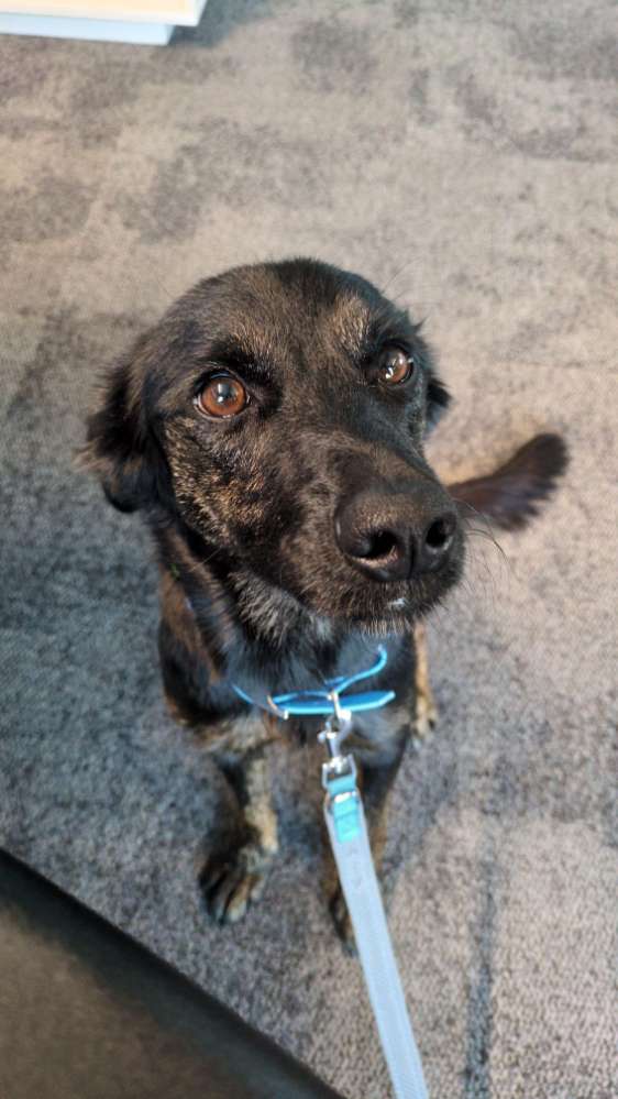 Hundetreffen-Spazieren in Dransdorf/ Tannenbusch-Profilbild