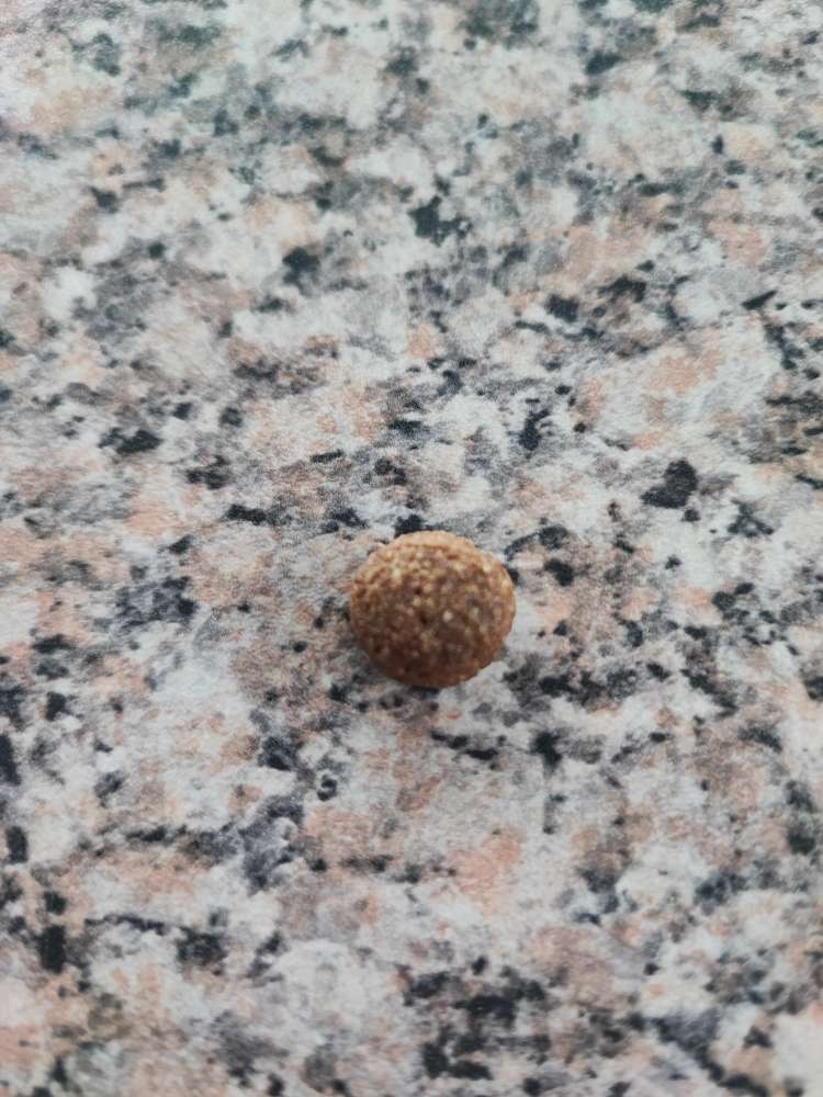 Giftköder-Auffällig viele Hunde-Goodies-Profilbild