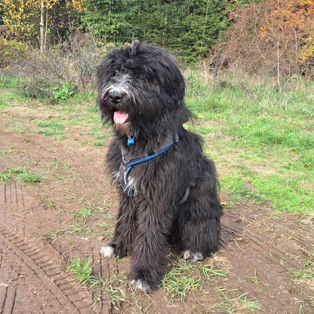 Hundetreffen-Junghundetreffen-Profilbild