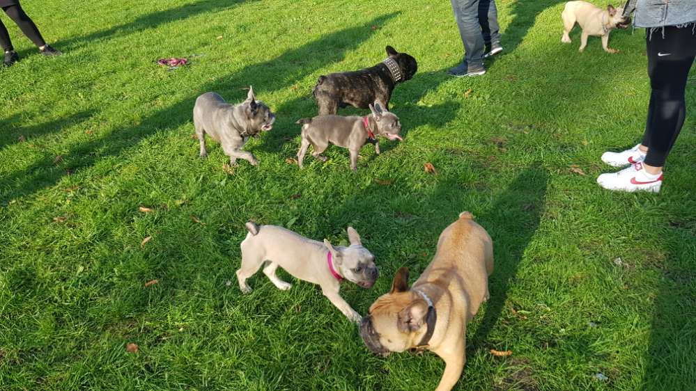 Hundetreffen-Frenchie Whatsapp Gruppe TREFFEN HH bis Elmshorn-Profilbild