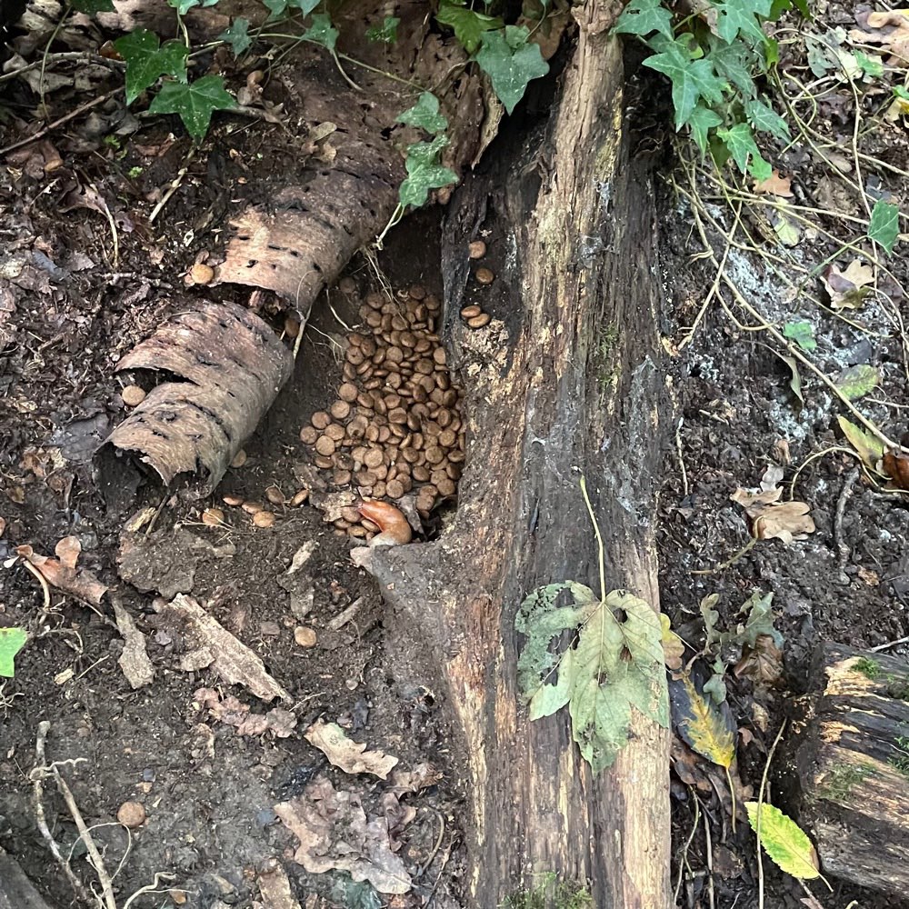 Giftköder-Trockenfutter oder anderes Futter-Profilbild