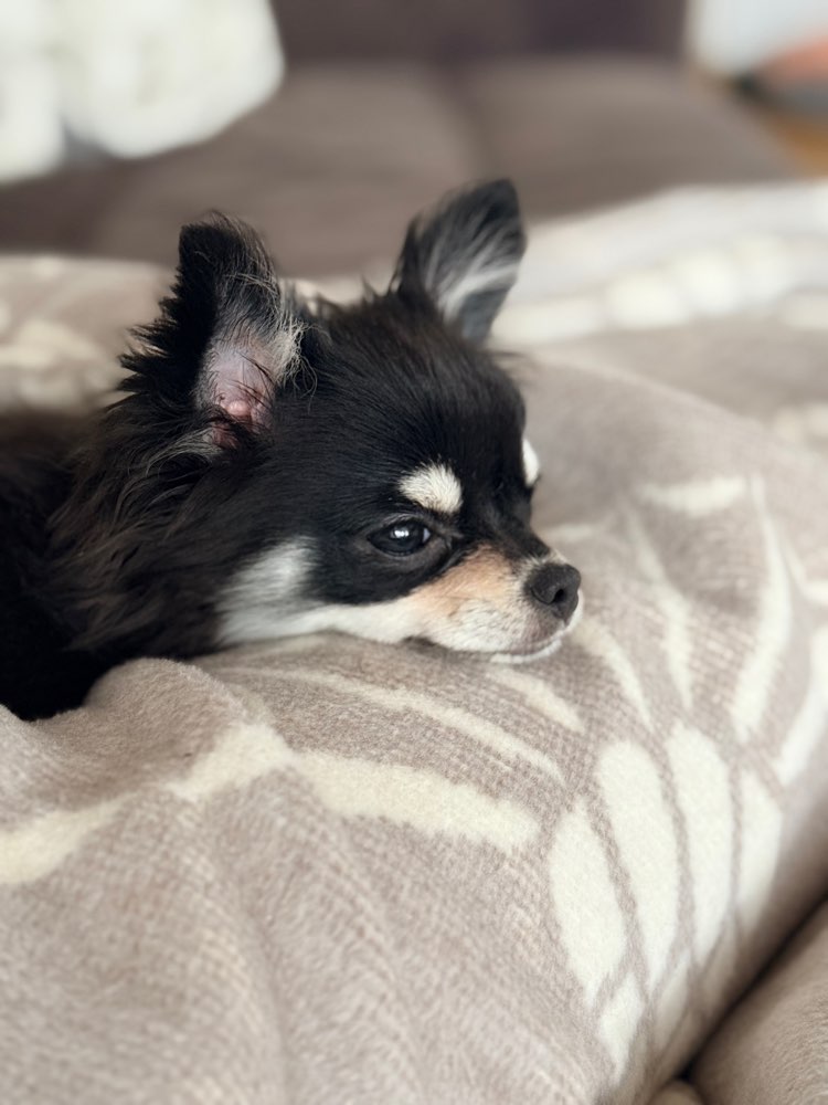 Hundetreffen-Playdates-Profilbild