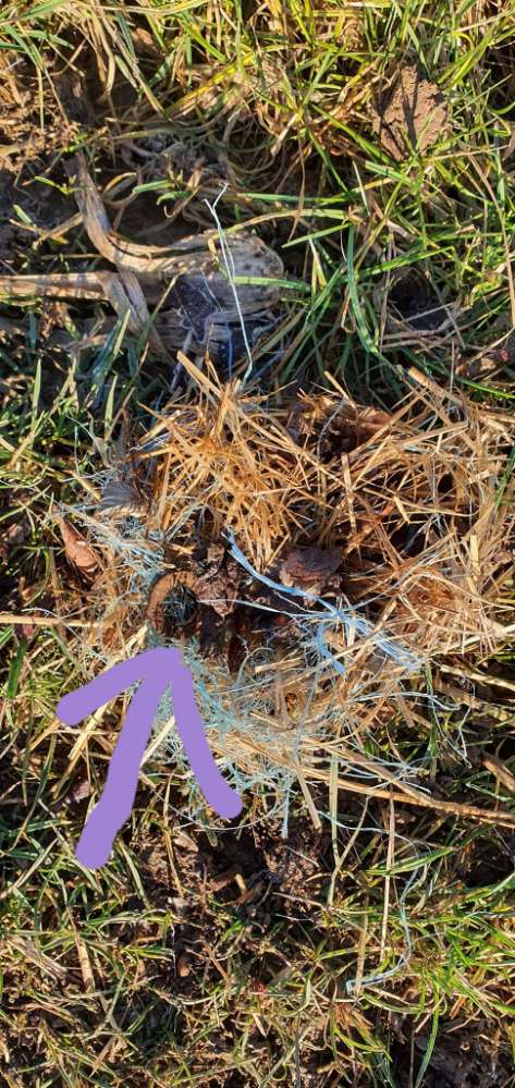 Giftköder-Giftköder-Profilbild