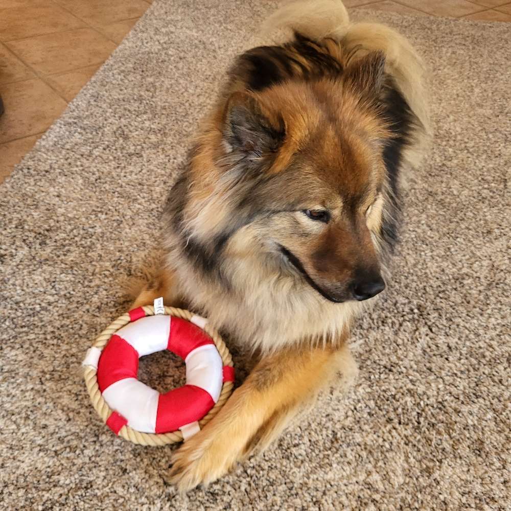 Hundetreffen-Gassirunde in und um Nordenstadt-Profilbild