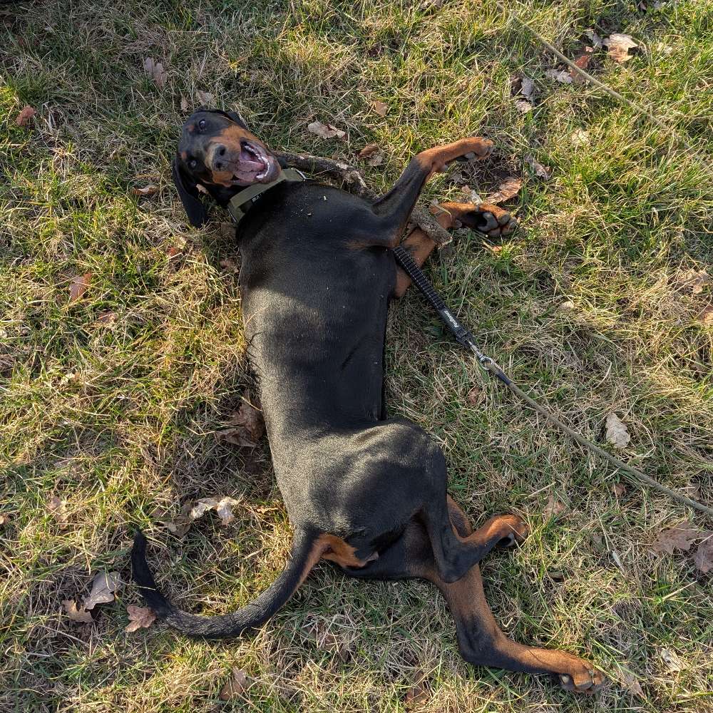 Hundetreffen-Spielkumpel gesucht-Profilbild