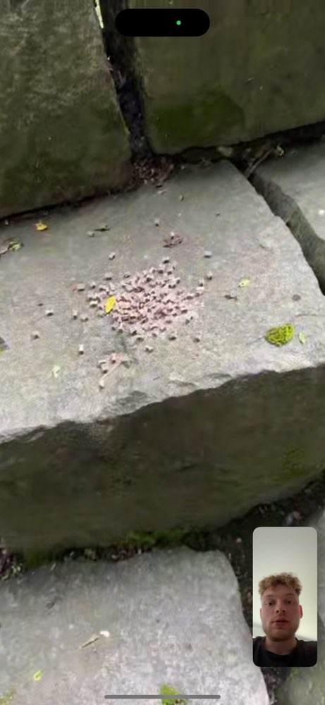 Giftköder-Leckereien mit Pulver überstreut-Profilbild