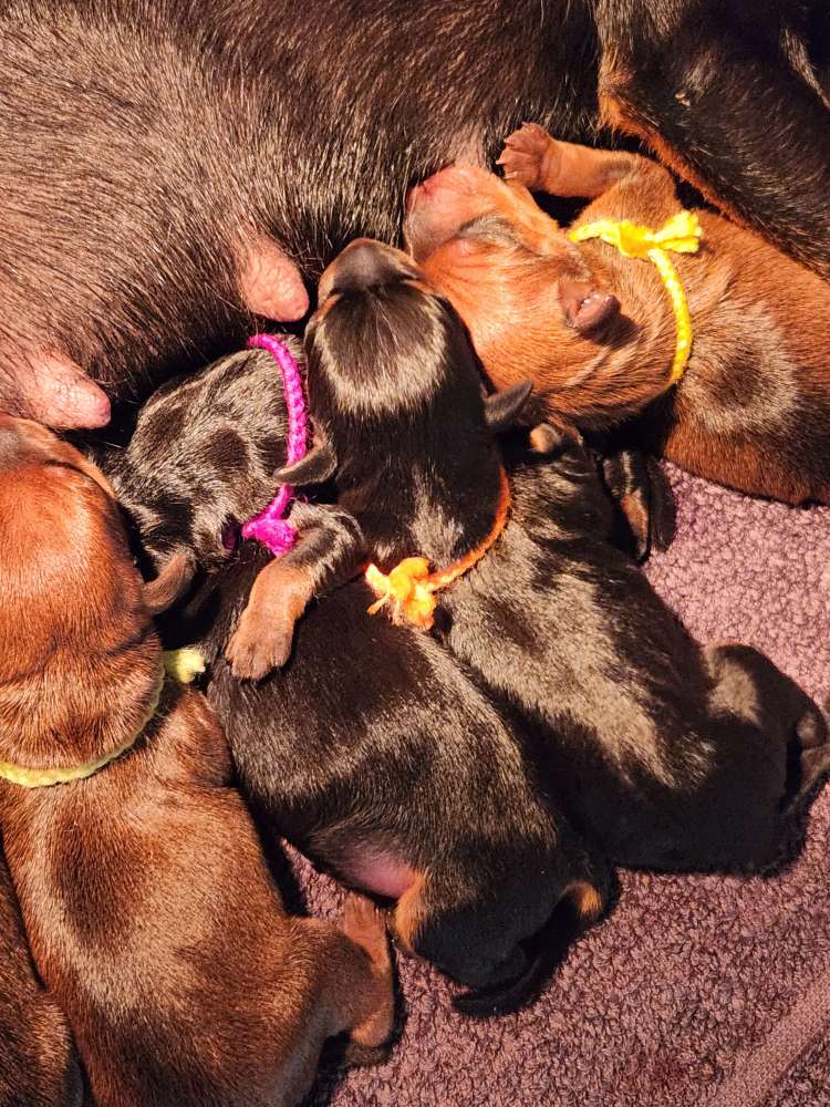 Hundetreffen-Dog sharing-Profilbild