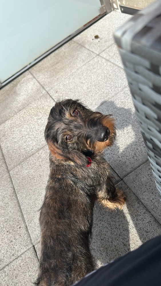 Hundetreffen-Hallo, der kleine Berti sucht Kontakt zu anderen Hunden-Profilbild