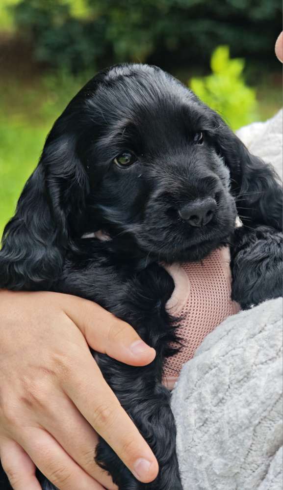 Hundetreffen-Welpentreff in Köln und Umkreis-Profilbild
