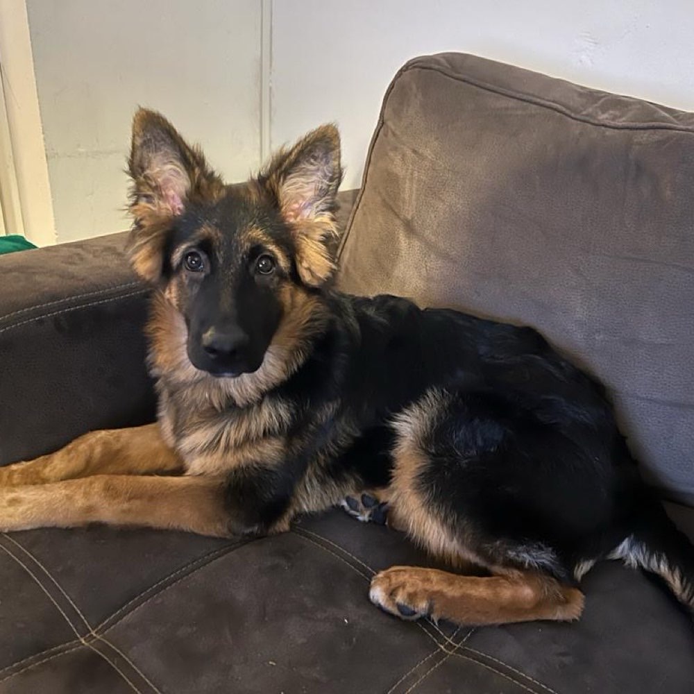 Hundetreffen-Gassi an der Glinde Au-Profilbild