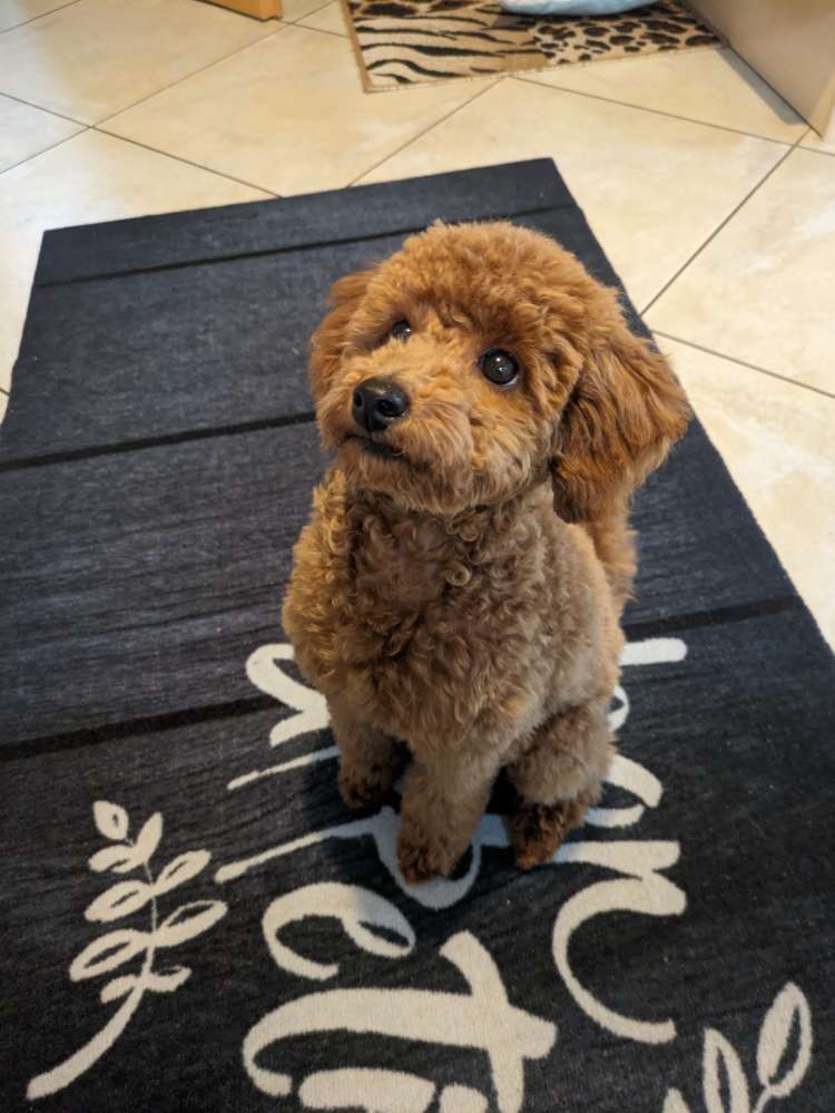 Hundetreffen-Welpentreffen-Profilbild