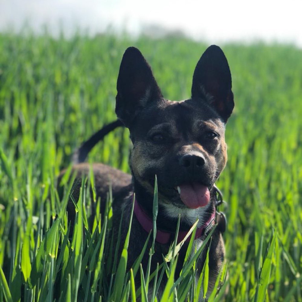 Hundetreffen-Spiel und Gassi Runden-Profilbild