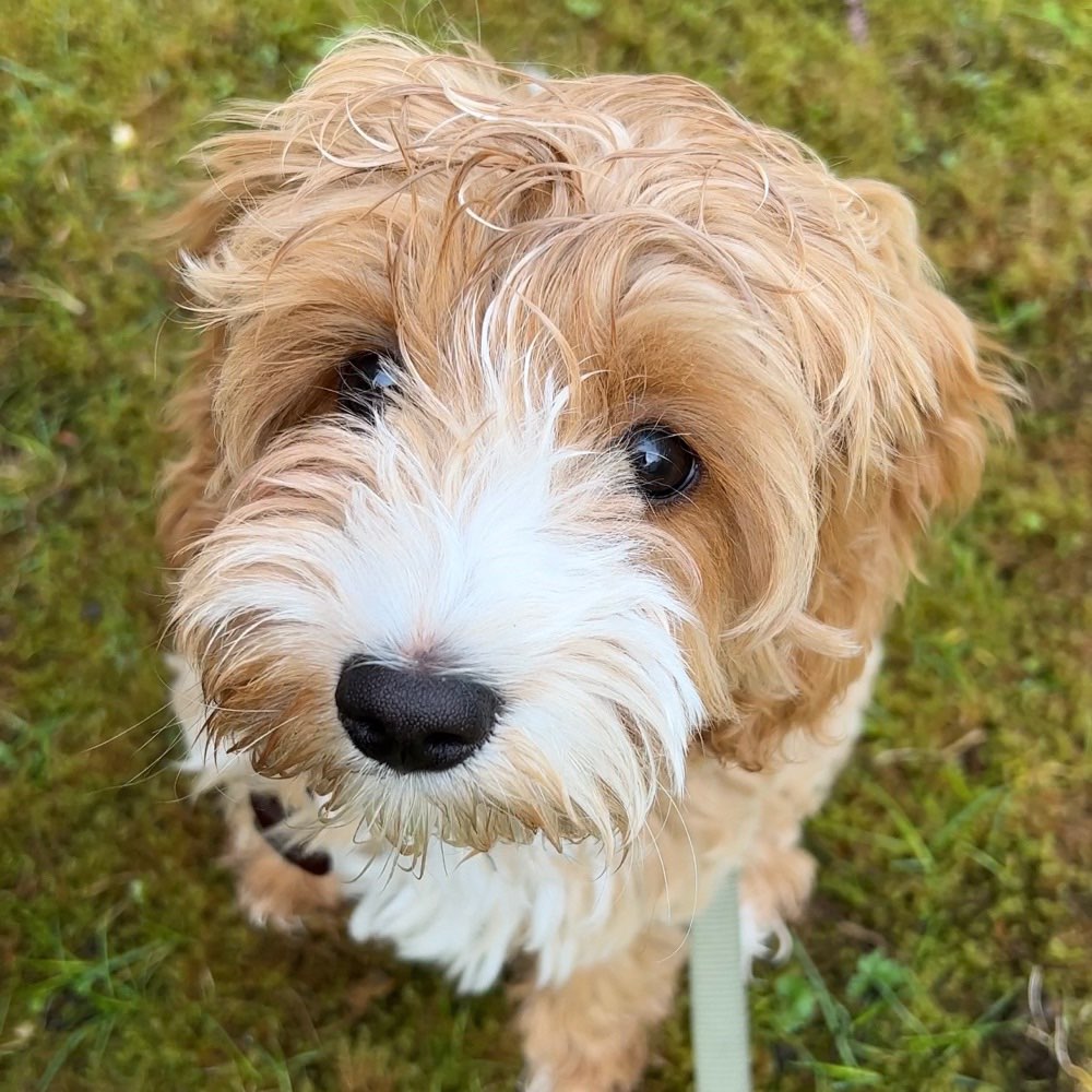 Hundetreffen-Junghunde Treffen-Profilbild