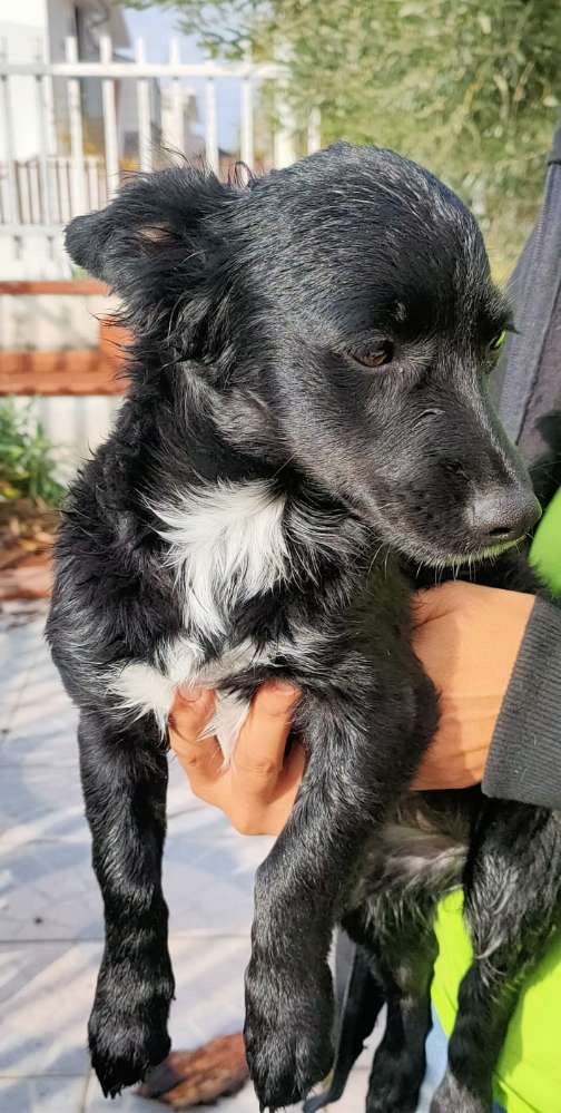 Hundetreffen-Spielen und/oder Spazieren-Profilbild