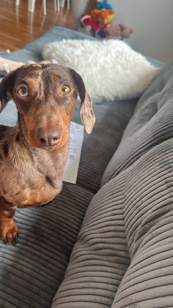 Hundetreffen-Gassi-Spielen-Profilbild