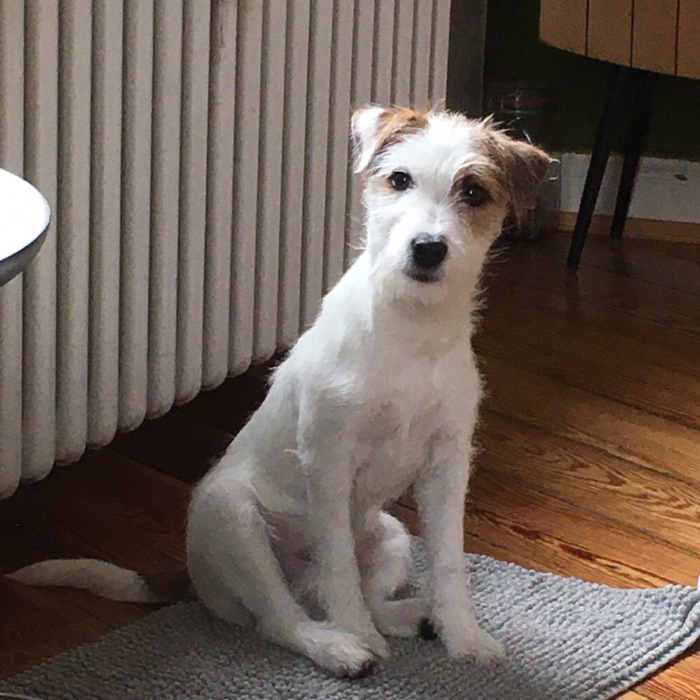 Hundetreffen-Ruhige Spielkameraden gesucht-Profilbild