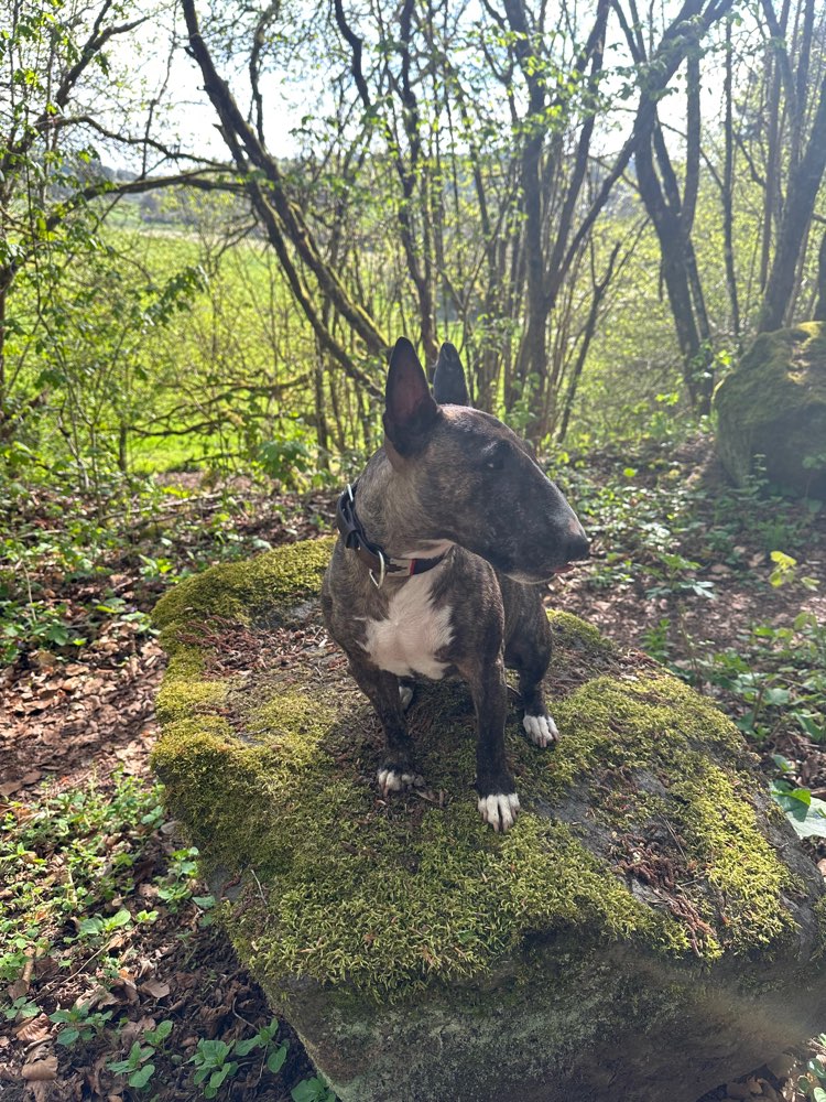 Hundetreffen-Spaziergang in Übach-Palenberg-Profilbild