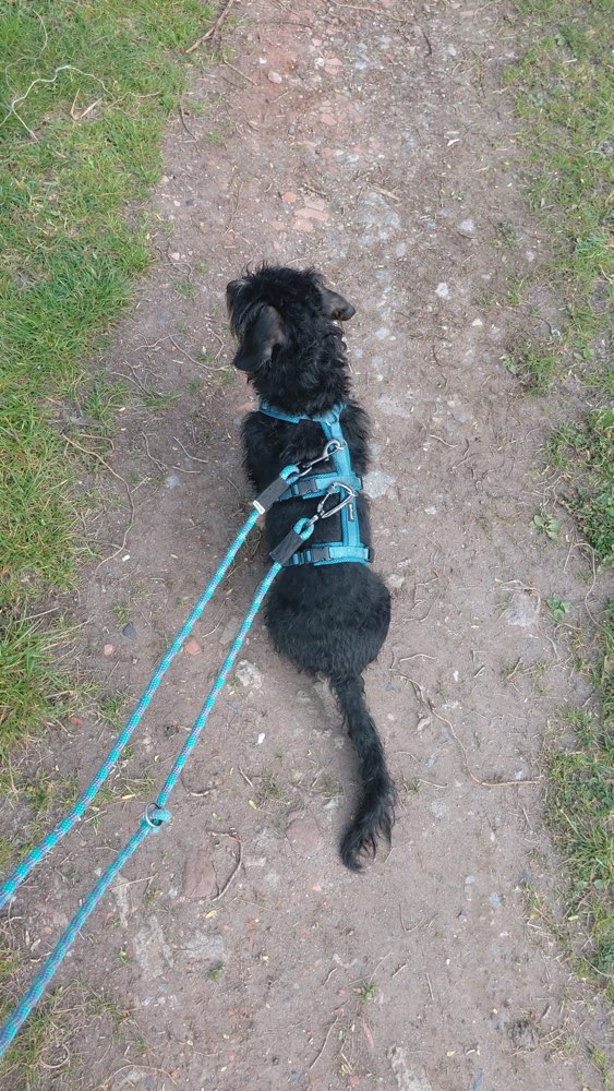 Hundetreffen-Entspannte Gassirunde-Profilbild