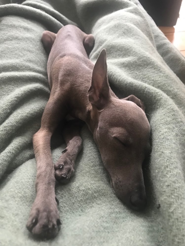 Hundetreffen-Playdate for very shy dogs! - Schöneberg-Profilbild