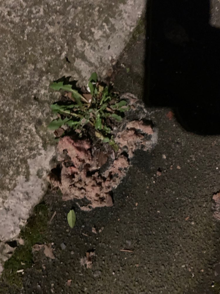 Giftköder-Vermeintlicher Giftköder-Profilbild