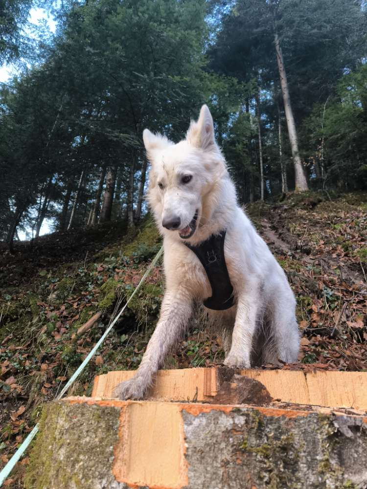 Hundetreffen-social walk-Profilbild