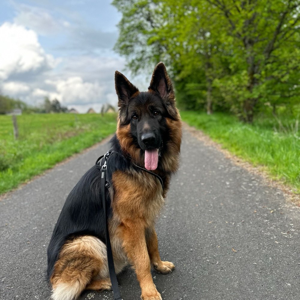 Hundetreffen-Leinenführigkeit lernen / Spielzeit-Profilbild