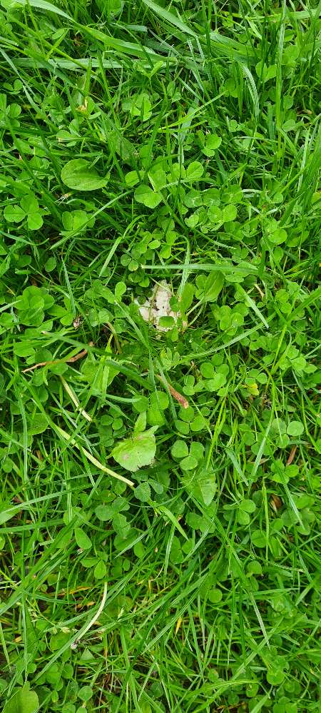 Giftköder-Fleuschbrocken an der Wiese-Profilbild