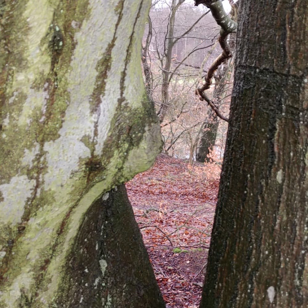 Hundetreffen-Suche Partner/rin zur Gassirunde-Profilbild