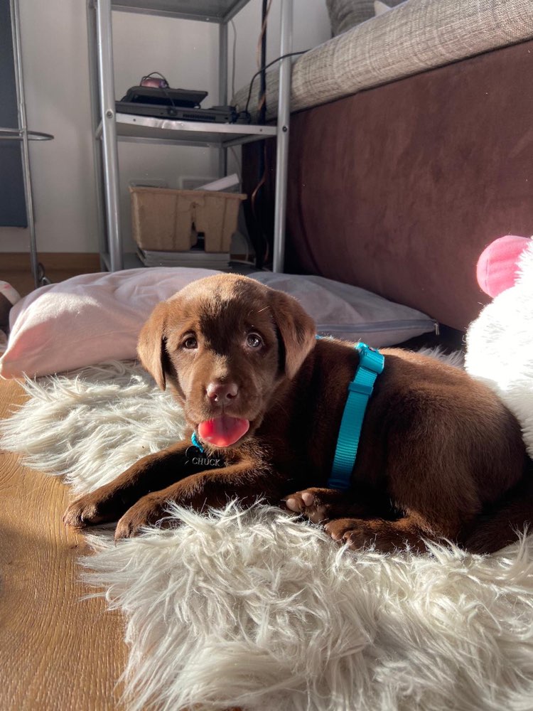 Hundetreffen-Welpentreffen-Profilbild