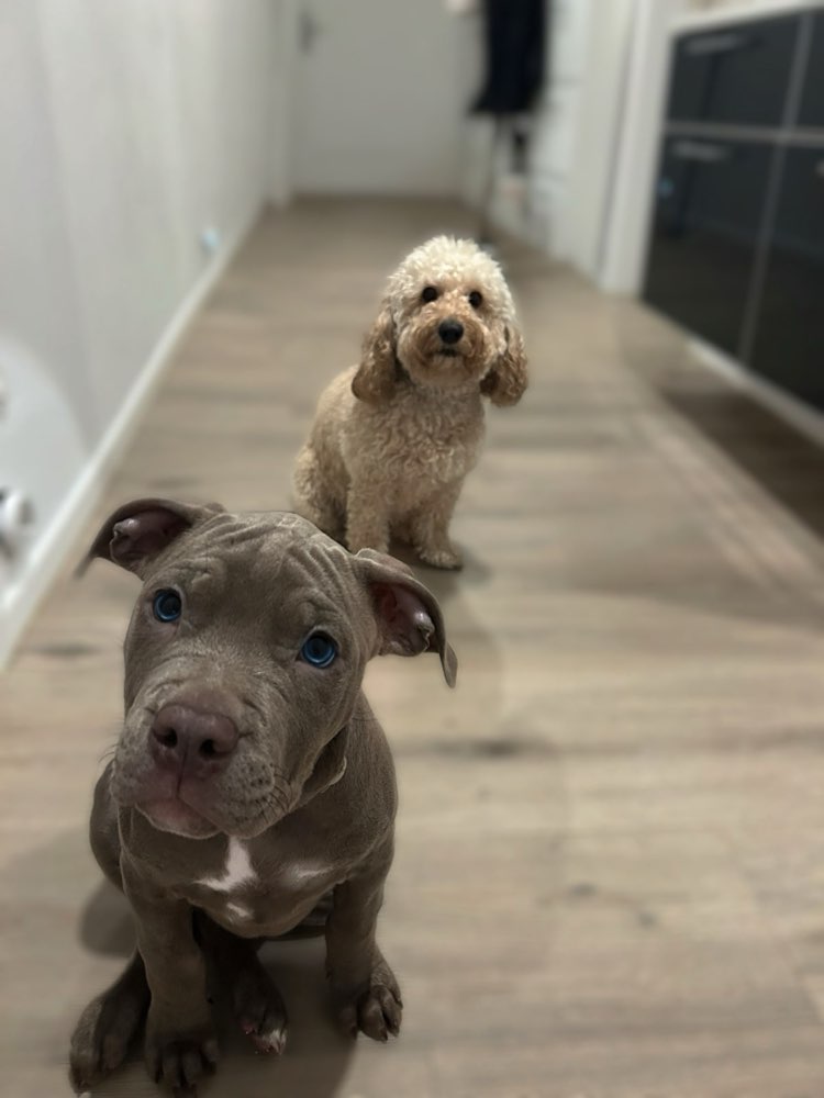 Hundetreffen-Suche Spielpartner für meine Mädels-Profilbild