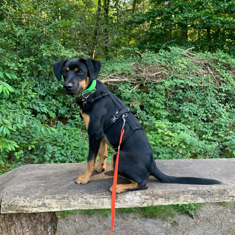 Hundetreffen-Zusammen spazieren gehen und spielen-Profilbild