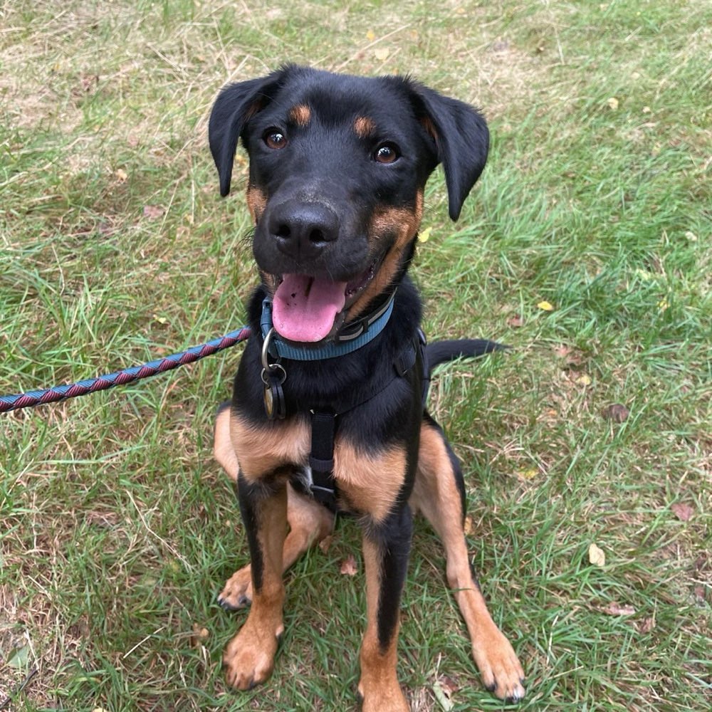 Hundetreffen-Zusammen spazieren gehen und spielen-Profilbild