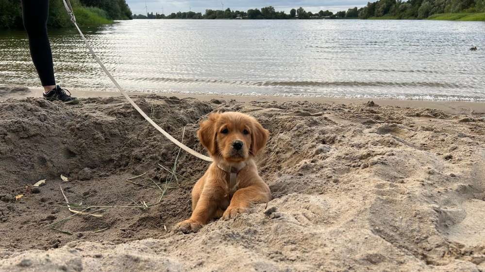 Hundetreffen-Welpentreff Welpenspiel-Profilbild
