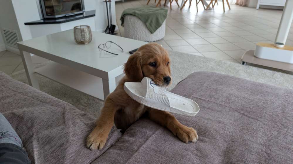 Hundetreffen-Spielkameraden für 12 Wochen alte Golden Retriever Hündin gesucht-Profilbild