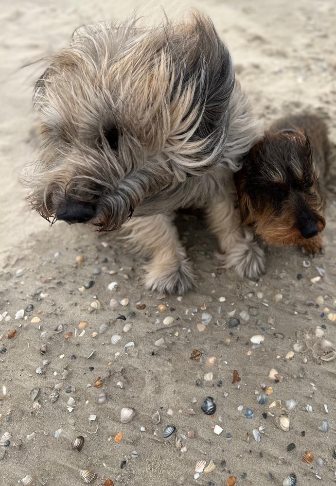 Windhunde 🐶💨❤️ Banner