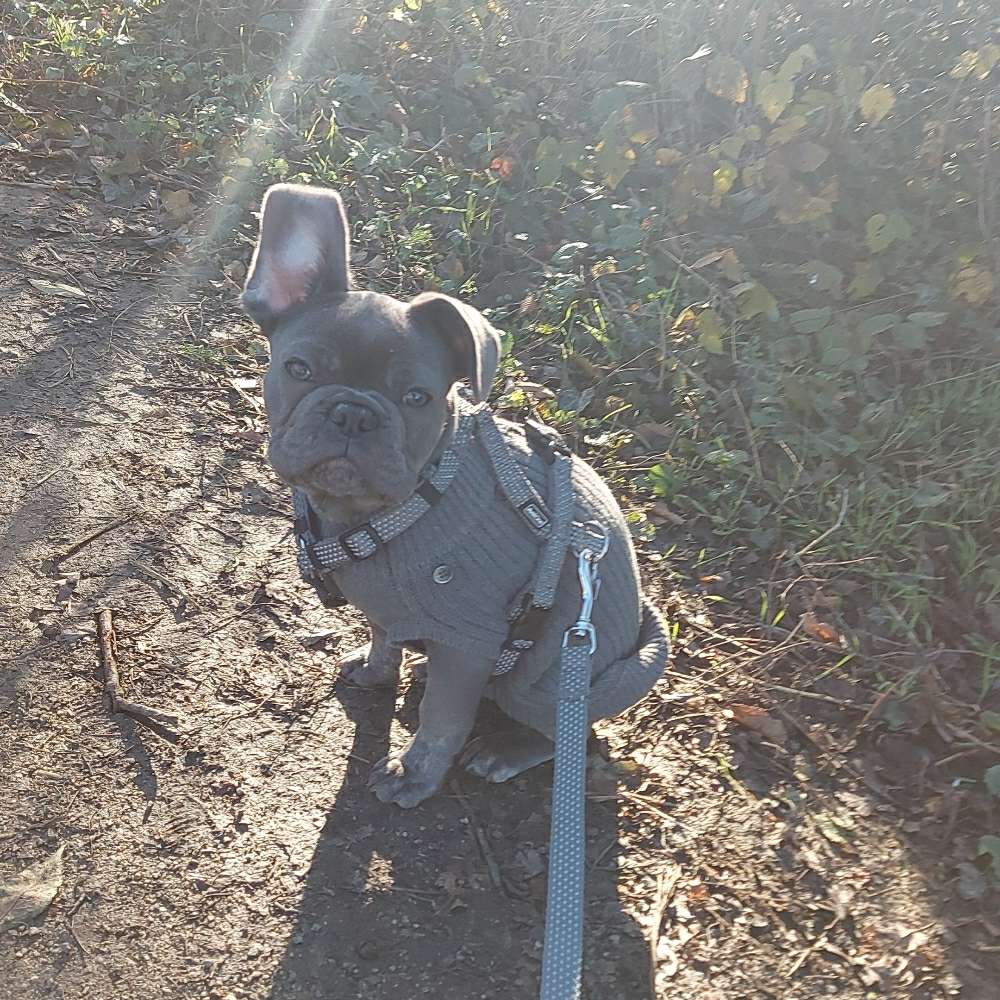 Hundetreffen-Kleinhund /welpentreffen-Profilbild