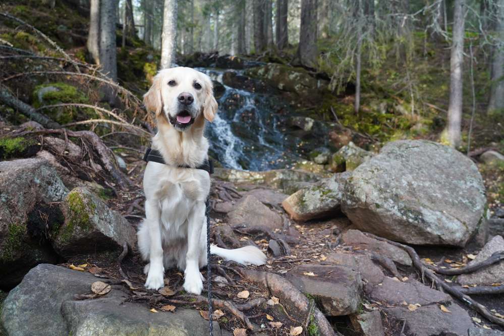 Hundetreffen-Spaziergang im Großraum Lüneburg-Profilbild